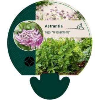 Se Stjerneskærm 'Rosensinfonie' » Kæmpe udvalg i Plantetorvet » Hurtig levering: 1 - 2 Hverdage samt billig fragt - Varenummer: PTT-92091 og barcode / Ean: på lager - Udsalg på Stauder > Stjerneskærm Spar op til 55% - Over 1150 kendte brands på udsalg