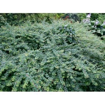 Se Snebær 'Hancock' Potte 0,4 liter,- 20-25 cm. 3-6 grene ❤ Stort online udvalg i Plantetorvet ❤ Hurtig levering: 1 - 2 Hverdage samt billig fragt - Varenummer: PTT-69047 og barcode / Ean: på lager - Udsalg på Bunddække > Snebær Spar op til 58% - Over 454 design mærker på udsalg