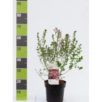 Se Dværgsyren 'Palibin' Potte 4,0 liter,- 40-50 cm. ❤ Stort online udvalg i Plantetorvet ❤ Hurtig levering: 1 - 2 Hverdage samt billig fragt - Varenummer: PTT-75374 og barcode / Ean: på lager - Udsalg på Prydbuske > Syren Spar op til 56% - Over 400 kendte brands på udsalg