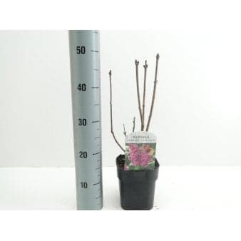Se 6 stk. 'Andenken an Ludwig Späth' Potte 2,0 liter,- 40-60 cm. ❤ Stort online udvalg i Plantetorvet ❤ Hurtig levering: 1 - 2 Hverdage samt billig fragt - Varenummer: PTT-58614 og barcode / Ean: på lager - Udsalg på Prydbuske > Syren Spar op til 59% - Over 322 kendte brands på udsalg