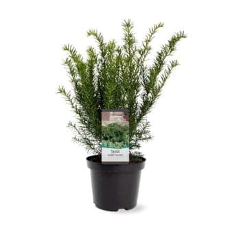 Se Taks 'Farmen' ❤ Stort online udvalg i Plantetorvet ❤ Hurtig levering: 1 - 2 Hverdage samt billig fragt - Varenummer: PTT-65187 og barcode / Ean: på lager - Udsalg på Nåletræer > Taks Spar op til 57% - Over 454 design brands på udsalg
