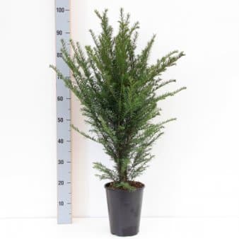 Se Almindelig Taks ❤ Stort online udvalg i Plantetorvet ❤ Hurtig levering: 1 - 2 Hverdage samt billig fragt - Varenummer: PTT-66824 og barcode / Ean: på lager - Udsalg på Nåletræer > Taks Spar op til 51% - Over 454 design brands på udsalg