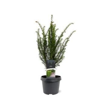 Se Almindelig Taks ❤ Stort online udvalg i Plantetorvet ❤ Hurtig levering: 1 - 2 Hverdage samt billig fragt - Varenummer: PTT-65183 og barcode / Ean: på lager - Udsalg på Nåletræer > Taks Spar op til 58% - Over 454 design brands på udsalg