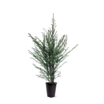 Se Almindelig Taks ❤ Stort online udvalg i Plantetorvet ❤ Hurtig levering: 1 - 2 Hverdage samt billig fragt - Varenummer: PTT-66825 og barcode / Ean: på lager - Udsalg på Nåletræer > Taks Spar op til 53% - Over 454 design brands på udsalg