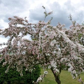 Se Paradisæble 'Seto' 4-8 grene, 150-200 cm. 10 liter potte (A-2) ❤ Kæmpe udvalg i Plantetorvet ❤ Hurtig levering: 1 - 2 Hverdage samt billig fragt - Varenummer: PTT-98154 og barcode / Ean: på lager - Udsalg på Træer > Paradisæble Spar op til 56% - Over 785 kendte brands på udsalg