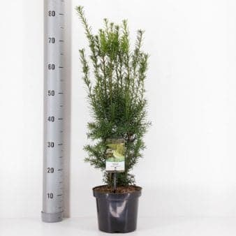 Se Taks 'Hicksii' ❤ Stort online udvalg i Plantetorvet ❤ Hurtig levering: 1 - 2 Hverdage samt billig fragt - Varenummer: PTT-65188 og barcode / Ean: på lager - Udsalg på Nåletræer > Taks Spar op til 56% - Over 454 design brands på udsalg