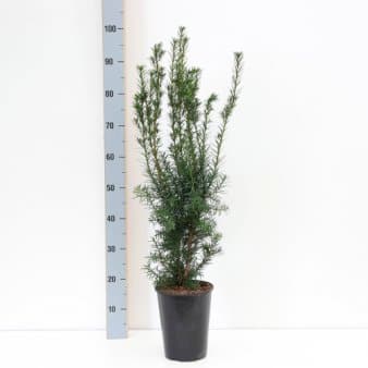 Se Taks 'Hicksii' ❤ Stort online udvalg i Plantetorvet ❤ Hurtig levering: 1 - 2 Hverdage samt billig fragt - Varenummer: PTT-66827 og barcode / Ean: på lager - Udsalg på Nåletræer > Taks Spar op til 51% - Over 454 design brands på udsalg