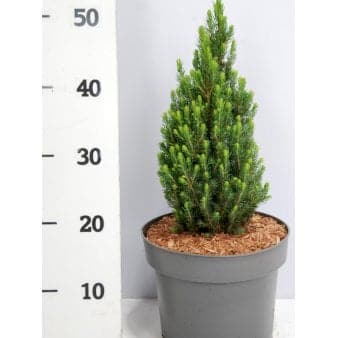 Se Sukkertopgran 'Zuckerhut' ❤ Stort online udvalg i Plantetorvet ❤ Hurtig levering: 1 - 2 Hverdage samt billig fragt - Varenummer: PTT-88840 og barcode / Ean: på lager - Udsalg på Nåletræer > Grantræer Spar op til 65% - Over 324 kendte brands på udsalg