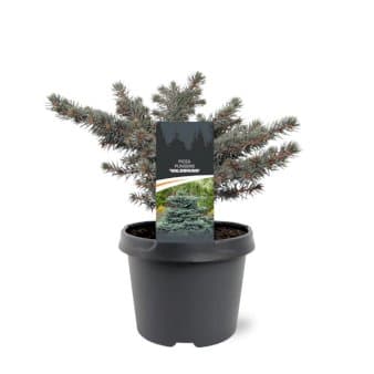 Se Blågran (Podet) 'Waldbrunn' ❤ Stort online udvalg i Plantetorvet ❤ Hurtig levering: 1 - 2 Hverdage samt billig fragt - Varenummer: PTT-85232 og barcode / Ean: på lager - Udsalg på Nåletræer > Grantræer Spar op til 66% - Over 322 kendte brands på udsalg