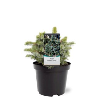 Se Sitkagran (Podet) 'Tenas' ❤ Stort online udvalg i Plantetorvet ❤ Hurtig levering: 1 - 2 Hverdage samt billig fragt - Varenummer: PTT-87021 og barcode / Ean: på lager - Udsalg på Nåletræer > Grantræer Spar op til 61% - Over 454 kendte brands på udsalg