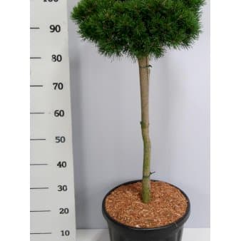 Se Dværg Bjergfyr 'Lilliput' ✔ Kæmpe udvalg i Plantetorvet ✔ Hurtig levering: 1 - 2 Hverdage samt billig fragt - Varenummer: PTT-86223 og barcode / Ean: på lager - Udsalg på Nåletræer > Fyrtræer Spar op til 57% - Over 1334 design brands på udsalg