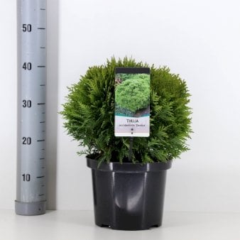 Thuja &