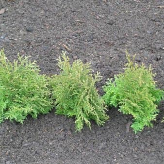 Se Almindelig Thuja &