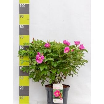 Rynket rose