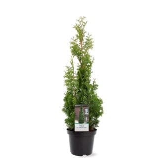 Se Almindelig Thuja 'Degroots Spire' ❤ Stort online udvalg i Plantetorvet ❤ Hurtig levering: 1 - 2 Hverdage samt billig fragt - Varenummer: PTT-80486 og barcode / Ean: på lager - Udsalg på Nåletræer > Thuja Spar op til 63% - Over 350 kendte brands på udsalg
