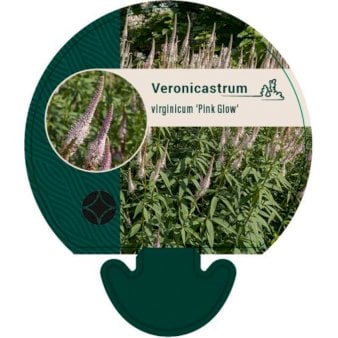 Se Virginsk Ærenpris 'Pink Glow' ❤ Stort online udvalg i Plantetorvet ❤ Hurtig levering: 1 - 2 Hverdage samt billig fragt - Varenummer: PTT-92965 og barcode / Ean: på lager - Udsalg på Stauder > Ærenpris Spar op til 58% - Over 360 kendte mærker på udsalg