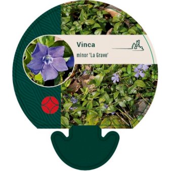 Se Singøn, Vintergrøn ❤ Stort online udvalg i Plantetorvet ❤ Hurtig levering: 1 - 2 Hverdage samt billig fragt - Varenummer: PTT-92968 og barcode / Ean: på lager - Udsalg på Stauder > Vintergrøn Spar op til 55% - Over 360 kendte mærker på udsalg