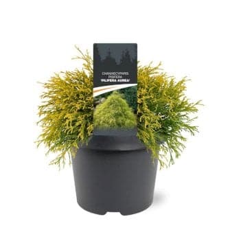 Se Trådcypres 'Filifera Aurea' ❤ Stort online udvalg i Plantetorvet ❤ Hurtig levering: 1 - 2 Hverdage samt billig fragt - Varenummer: PTT-74843 og barcode / Ean: på lager - Udsalg på Nåletræer > Cypres Spar op til 56% - Over 400 kendte brands på udsalg