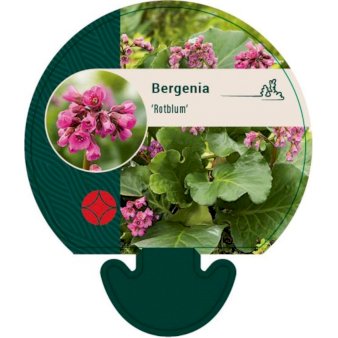 Se Kæmpestenbræk 'Rotblum' ❤ Stort online udvalg i Plantetorvet ❤ Hurtig levering: 1 - 2 Hverdage samt billig fragt - Varenummer: PTT-93441 og barcode / Ean: på lager - Udsalg på Stauder > Kæmpestenbræk Spar op til 64% - Over 312 kendte brands på udsalg