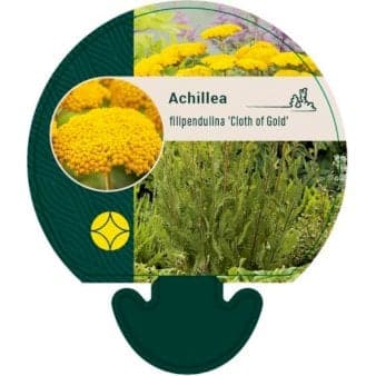 Se Pragtrøllike 'Cloth Of Gold' ❤ Stort online udvalg i Plantetorvet ❤ Hurtig levering: 1 - 2 Hverdage samt billig fragt - Varenummer: PTT-91970 og barcode / Ean: på lager - Udsalg på Stauder > Røllike Spar op til 64% - Over 324 kendte brands på udsalg