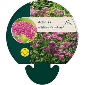 Se Almindelig Røllike ❤ Stort online udvalg i Plantetorvet ❤ Hurtig levering: 1 - 2 Hverdage samt billig fragt - Varenummer: PTT-91971 og barcode / Ean: på lager - Udsalg på Stauder > Røllike Spar op til 57% - Over 324 kendte brands på udsalg