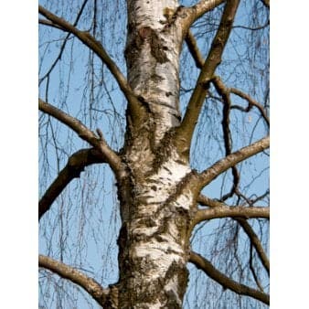 Se Vortebirk Potte 10 liter 200-250 cm. ❤ Stort online udvalg i Plantetorvet ❤ Hurtig levering: 1 - 2 Hverdage samt billig fragt - Varenummer: PTT-61139 og barcode / Ean: på lager - Udsalg på Træer > Birk Spar op til 54% - Over 400 kendte brands på udsalg