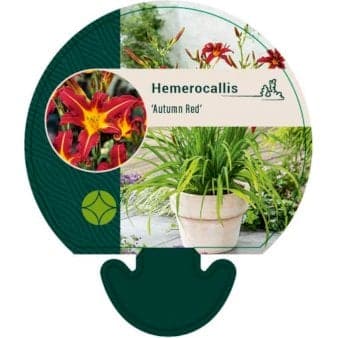 Se Daglilje ❤ Kæmpe udvalg i Plantetorvet ❤ Hurtig levering: 1 - 2 Hverdage samt billig fragt - Varenummer: PTT-92352 og barcode / Ean: på lager - Udsalg på Stauder > Daglilje Spar op til 61% - Over 1300 kendte brands på udsalg