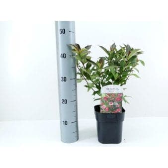 Se 6 stk. Klokkebusk 'Minuet' Potte 2,0 liter,- 30-40 cm. ❤ Stort online udvalg i Plantetorvet ❤ Hurtig levering: 1 - 2 Hverdage samt billig fragt - Varenummer: PTT-58622 og barcode / Ean: på lager - Udsalg på Prydbuske > Klokkebusk Spar op til 54% - Over 322 kendte brands på udsalg