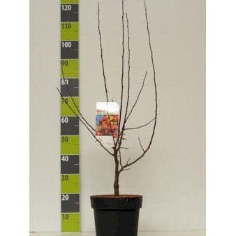 Se Paradisæble 'Red Sentinel' Potte 6,5 liter 80-100 cm. ❤ Stort online udvalg i Plantetorvet ❤ Hurtig levering: 1 - 2 Hverdage samt billig fragt - Varenummer: PTT-89990 og barcode / Ean: på lager - Udsalg på Træer > Paradisæble Spar op til 67% - Over 322 kendte brands på udsalg