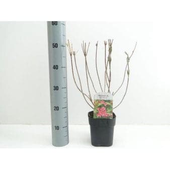 Se 6 stk. Weigela hybrid &