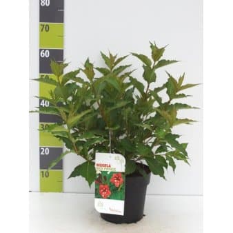 Se Klokkebusk 'Red Prince' Potte 4,0 liter,- 50-60 cm. ❤ Stort online udvalg i Plantetorvet ❤ Hurtig levering: 1 - 2 Hverdage samt billig fragt - Varenummer: PTT-90099 og barcode / Ean: på lager - Udsalg på Prydbuske > Klokkebusk Spar op til 59% - Over 324 kendte brands på udsalg