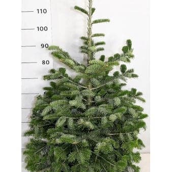 Se Nordmannsgran ✔ Kæmpe udvalg i Plantetorvet ✔ Hurtig levering: 1 - 2 Hverdage samt billig fragt - Varenummer: PTT-97334 og barcode / Ean: på lager - Udsalg på Nåletræer > Ædelgran Spar op til 59% - Over 1334 design brands på udsalg