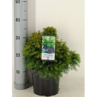 Se Japansk Kryptomeria 'Monstrosa Nana' ❤ Stort online udvalg i Plantetorvet ❤ Hurtig levering: 1 - 2 Hverdage samt billig fragt - Varenummer: PTT-74845 og barcode / Ean: på lager - Udsalg på Nåletræer > Kryptomeria Spar op til 55% - Over 400 kendte brands på udsalg