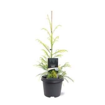 Se Japansk Kryptomeria 'Sekkan' ❤ Stort online udvalg i Plantetorvet ❤ Hurtig levering: 1 - 2 Hverdage samt billig fragt - Varenummer: PTT-95428 og barcode / Ean: på lager - Udsalg på Nåletræer > Kryptomeria Spar op til 52% - Over 350 kendte brands på udsalg