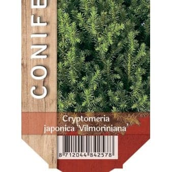 Se 6 stk. Japansk Kryptomeria 'Vilmoriniana' ❤ Stort online udvalg i Plantetorvet ❤ Hurtig levering: 1 - 2 Hverdage samt billig fragt - Varenummer: PTT-83479 og barcode / Ean: på lager - Udsalg på Nåletræer > Kryptomeria Spar op til 65% - Over 857 kendte brands på udsalg