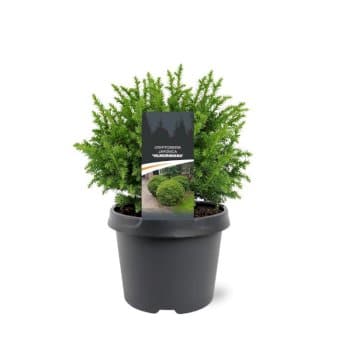 Se Japansk Kryptomeria &