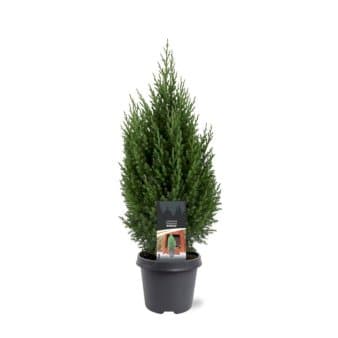 Se Kinesisk Enebær 'Stricta' ❤ Stort online udvalg i Plantetorvet ❤ Hurtig levering: 1 - 2 Hverdage samt billig fragt - Varenummer: PTT-74847 og barcode / Ean: på lager - Udsalg på Nåletræer > Enebær Spar op til 53% - Over 400 kendte brands på udsalg