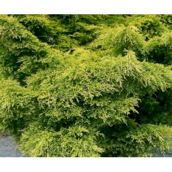 Se Kinesisk Enebær 'Old Gold' ❤ Stort online udvalg i Plantetorvet ❤ Hurtig levering: 1 - 2 Hverdage samt billig fragt - Varenummer: PTT-85226 og barcode / Ean: på lager - Udsalg på Nåletræer > Enebær Spar op til 67% - Over 322 kendte brands på udsalg