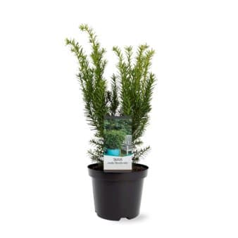 Se Taks 'Densiformis' ❤ Stort online udvalg i Plantetorvet ❤ Hurtig levering: 1 - 2 Hverdage samt billig fragt - Varenummer: PTT-85252 og barcode / Ean: på lager - Udsalg på Nåletræer > Taks Spar op til 54% - Over 322 kendte brands på udsalg