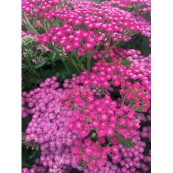 Se Almindelig Røllike 'Pink Grapefruit' ❤ Stort online udvalg i Plantetorvet ❤ Hurtig levering: 1 - 2 Hverdage samt billig fragt - Varenummer: PTT-93363 og barcode / Ean: på lager - Udsalg på Stauder > Røllike Spar op til 52% - Over 360 kendte mærker på udsalg