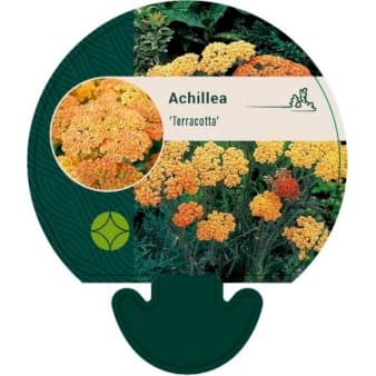 Se Almindelig Røllike 'Terracotta' ❤ Stort online udvalg i Plantetorvet ❤ Hurtig levering: 1 - 2 Hverdage samt billig fragt - Varenummer: PTT-91979 og barcode / Ean: på lager - Udsalg på Stauder > Røllike Spar op til 62% - Over 324 kendte brands på udsalg