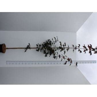 Rødbladet Spidsløn Potte 10 liter 200-250 cm.