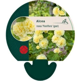 Se Stokrose 'Pleniflora' gul ❤ Kæmpe udvalg i Plantetorvet ❤ Hurtig levering: 1 - 2 Hverdage samt billig fragt - Varenummer: PTT-92835 og barcode / Ean: på lager - Udsalg på Stauder > Stokrose Spar op til 55% - Over 1300 kendte brands på udsalg