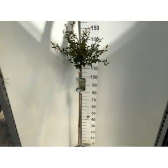 Se Prydkirsebær 'Hally Jolivette' Opstammet 120 cm. 7,5 liter potte ❤ Stort online udvalg i Plantetorvet ❤ Hurtig levering: 1 - 2 Hverdage samt billig fragt - Varenummer: PTT-85012 og barcode / Ean: på lager - Udsalg på Træer > Japansk Kirsebær Spar op til 61% - Over 322 kendte brands på udsalg