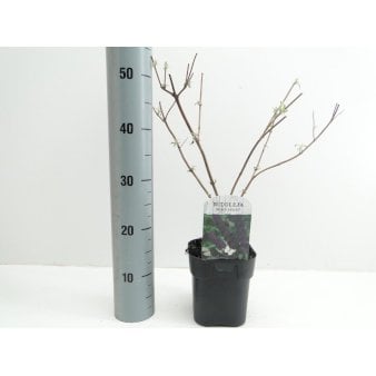 Se 6 stk. Sommerfuglebusk 'Black Knight' Potte 2,0 liter,- 30-40 cm. ❤ Stort online udvalg i Plantetorvet ❤ Hurtig levering: 1 - 2 Hverdage samt billig fragt - Varenummer: PTT-91291 og barcode / Ean: på lager - Udsalg på Prydbuske > Sommerfuglebusk Spar op til 54% - Over 424 kendte brands på udsalg