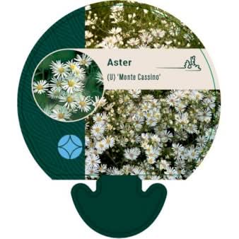 Se Lyngasters ❤ Kæmpe udvalg i Plantetorvet ❤ Hurtig levering: 1 - 2 Hverdage samt billig fragt - Varenummer: PTT-92057 og barcode / Ean: på lager - Udsalg på Stauder > Asters Spar op til 63% - Over 785 kendte brands på udsalg