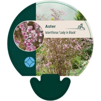 Se Asters 'Lady In Black' ❤ Stort online udvalg i Plantetorvet ❤ Hurtig levering: 1 - 2 Hverdage samt billig fragt - Varenummer: PTT-92070 og barcode / Ean: på lager - Udsalg på Stauder > Asters Spar op til 62% - Over 324 kendte brands på udsalg