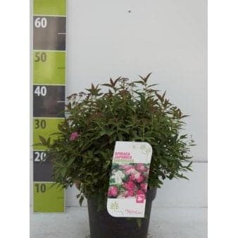 Se Spiræa 'Shirobana' Potte 4,0 liter,- 30-40 cm. ❤ Stort online udvalg i Plantetorvet ❤ Hurtig levering: 1 - 2 Hverdage samt billig fragt - Varenummer: PTT-90060 og barcode / Ean: på lager - Udsalg på Prydbuske > Spiræa Spar op til 57% - Over 324 kendte brands på udsalg