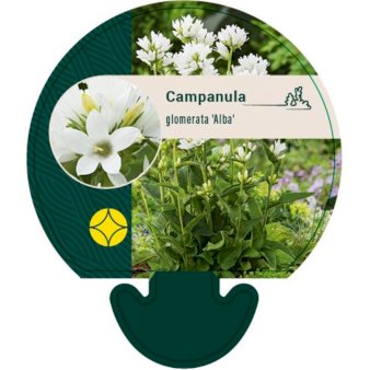 Se Nøgleklokke ❤ Stort online udvalg i Plantetorvet ❤ Hurtig levering: 1 - 2 Hverdage samt billig fragt - Varenummer: PTT-92132 og barcode / Ean: på lager - Udsalg på Stauder > Klokkeblomst Spar op til 52% - Over 412 kendte brands på udsalg