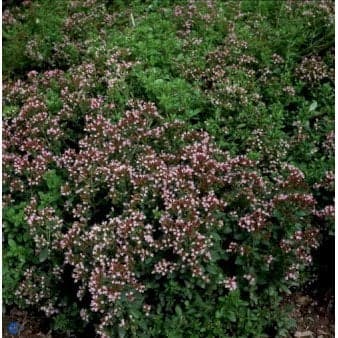 Se Oregano 'Compactum' 1 liter potte ❤ Stort online udvalg i Plantetorvet ❤ Hurtig levering: 1 - 2 Hverdage samt billig fragt - Varenummer: PTT-70636 og barcode / Ean: på lager - Udsalg på Krydderurter > Oregano Spar op til 53% - Over 360 kendte mærker på udsalg